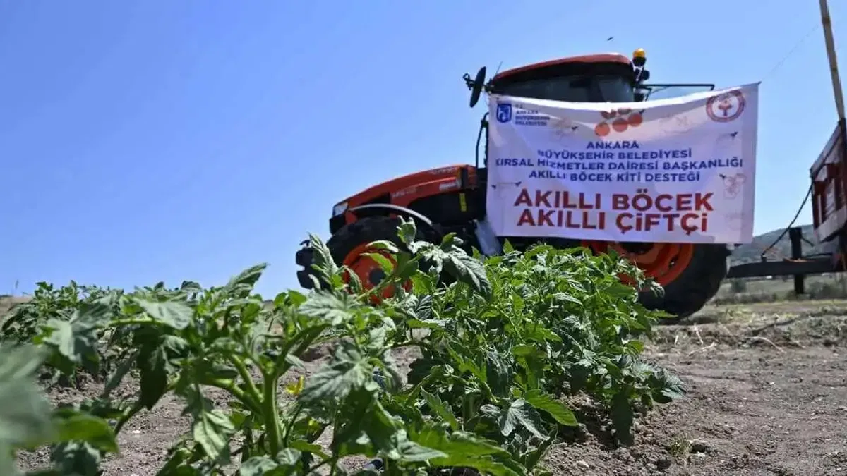 Ankara'da domates güvesine karşı 'Akıllı Böcek' projesi