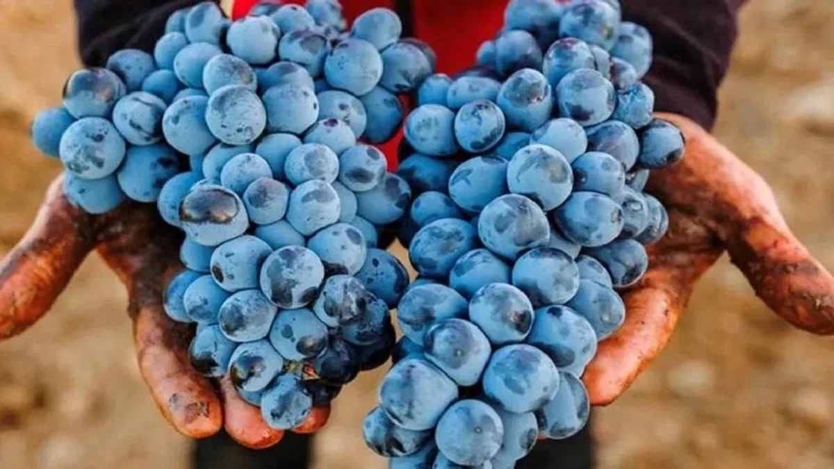 Denizli'de Çal Karası Sempozyumu 3.500 yıllık mirası gün yüzüne çıkaracak