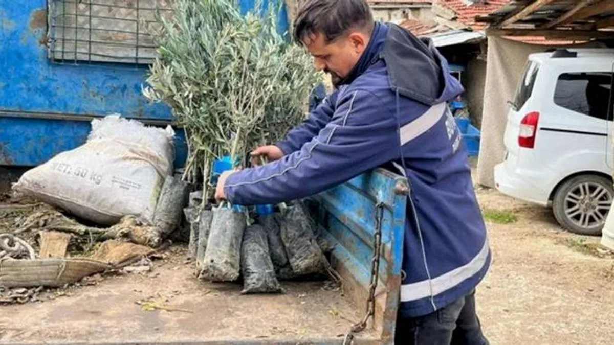 Eskişehir Büyükşehir’den üreticiye zeytin fidanı desteği