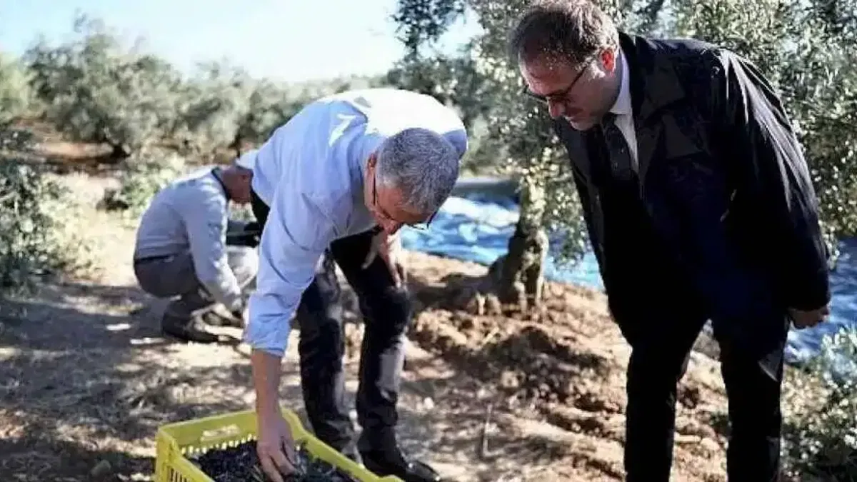 Mudanya Belediyesi zeytin üreticisinin yanında