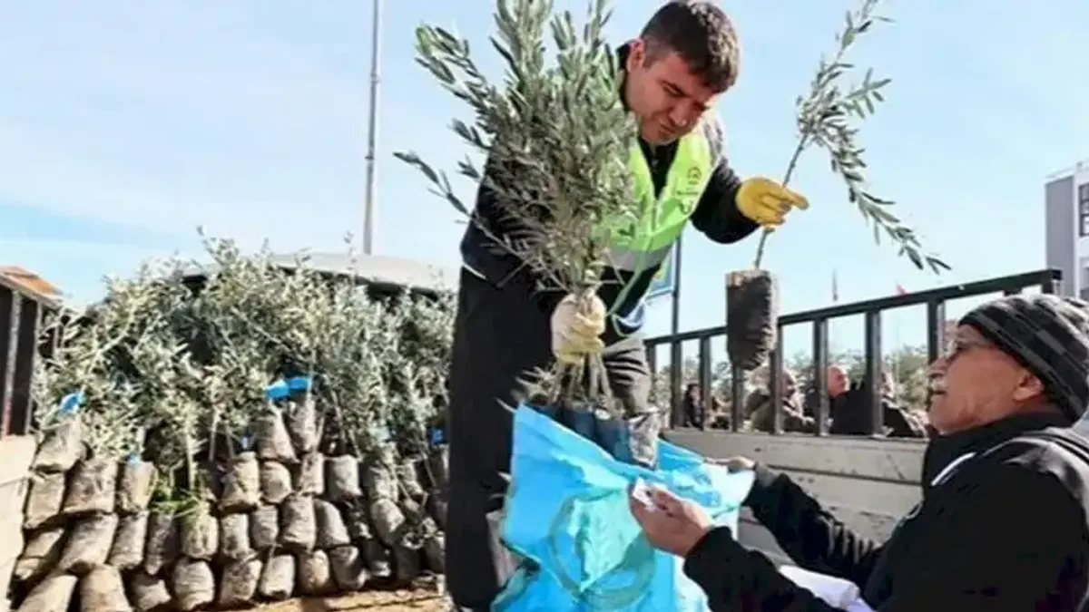 Denizli'de üreticiye zeytin fidanı desteği