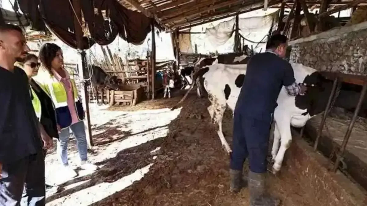 Denizli mastit hastalığıyla mücadele ediyor... İlk doz aşılar yapıldı