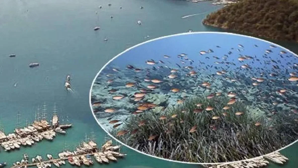 Mapa Şamandıra Sistemi ile denizler ve koylar koruma altında