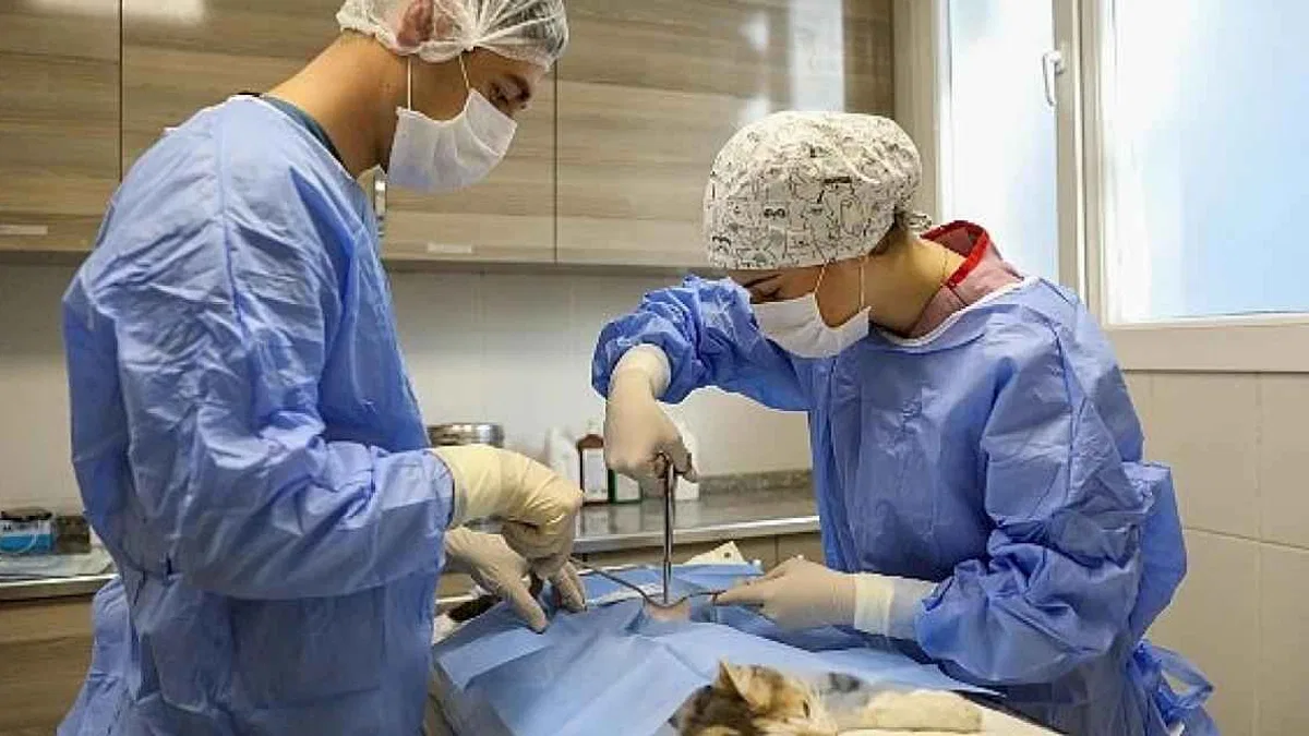 Buca'da yeni kısırlaştırma ünitesi ile daha fazla kedi kısırlaştırılacak