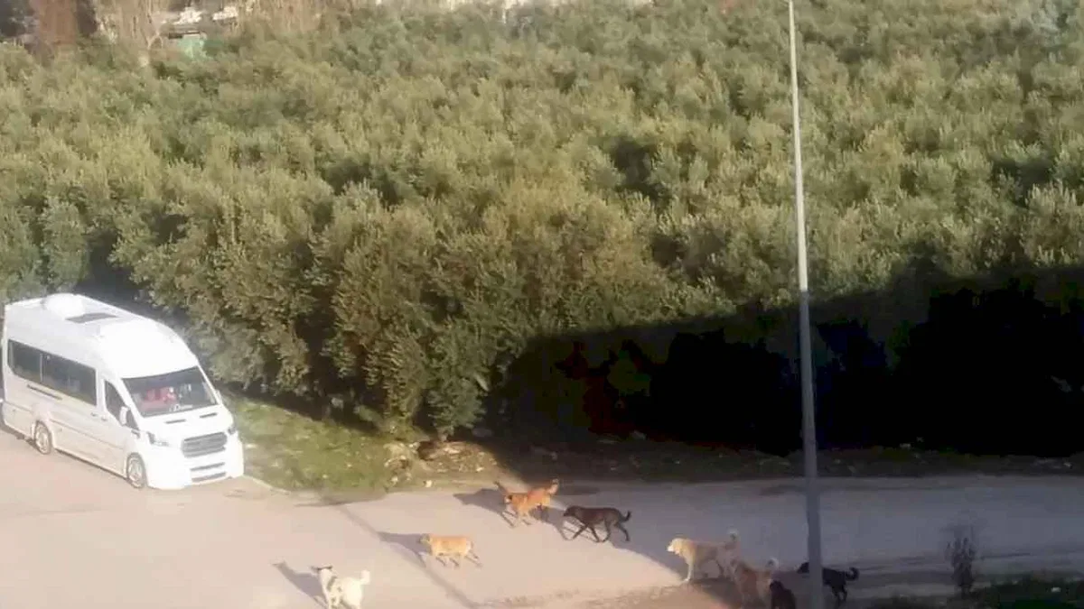 Mudanya'da başıboş köpeklerin 'sürü' tedirginliği!