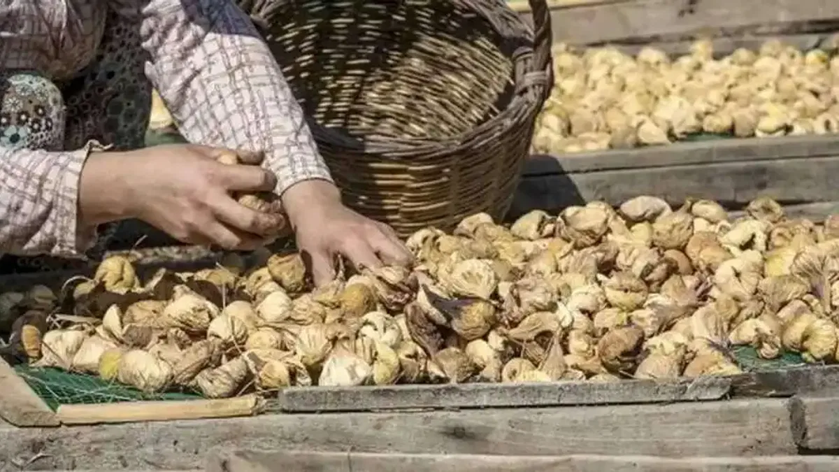 Dünya kuru inciri seviyor... İhracatta prestijli!