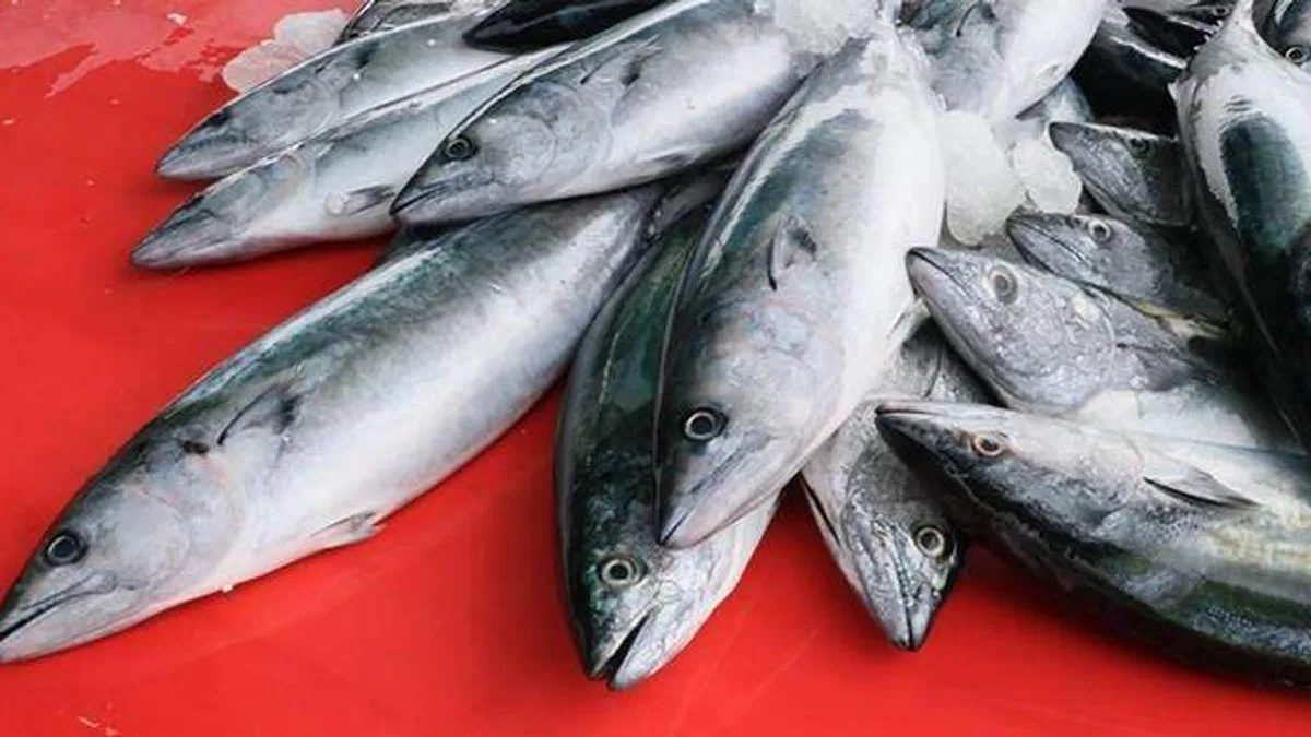 Karadeniz'de bu yıl palamut bolluğu hamsi varlığını olumsuz etkileyebilir