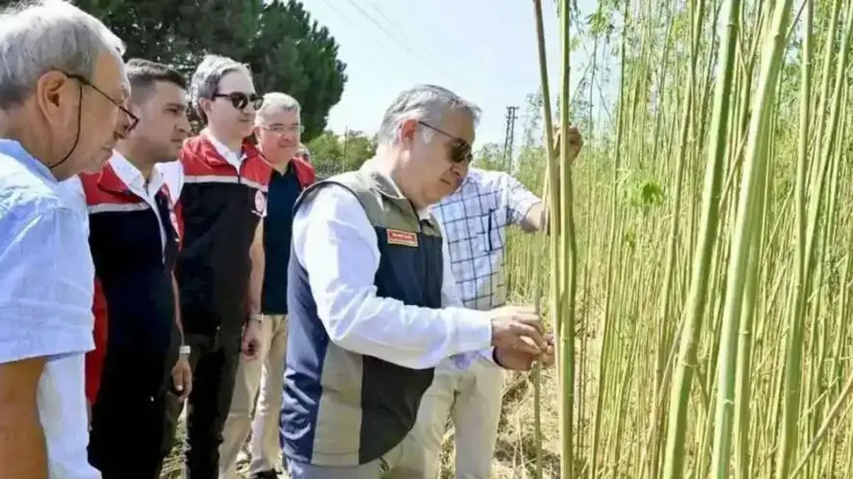 İzmir'de izinli yetiştirilen kenevire ilk hasat