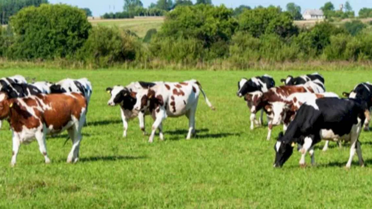 Bakanlıktan kurban sevki açıklaması