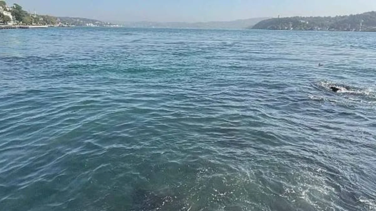 İBB'nin bağlı kuruluşu İstanbul Su ve Kanalizasyon İdaresi (İSKİ), Baltalimanı'nda boğaza atık su akışı olduğu iddialarını yalanladı