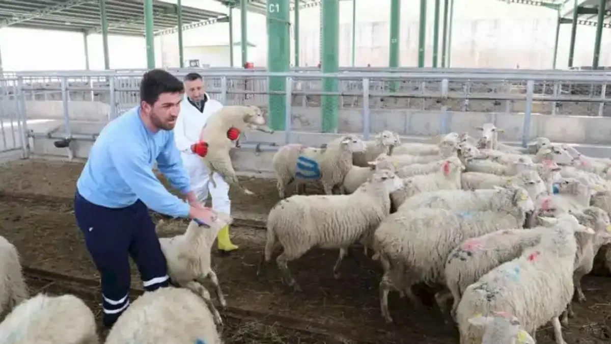 Büyükbaş azaldı, küçükbaş arttı