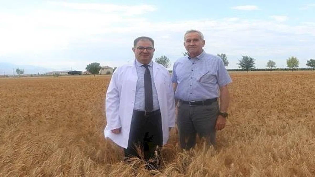 Bulgur üretiminin geleceğine ata tohumu Ahmet Buğdayı damga vuracak