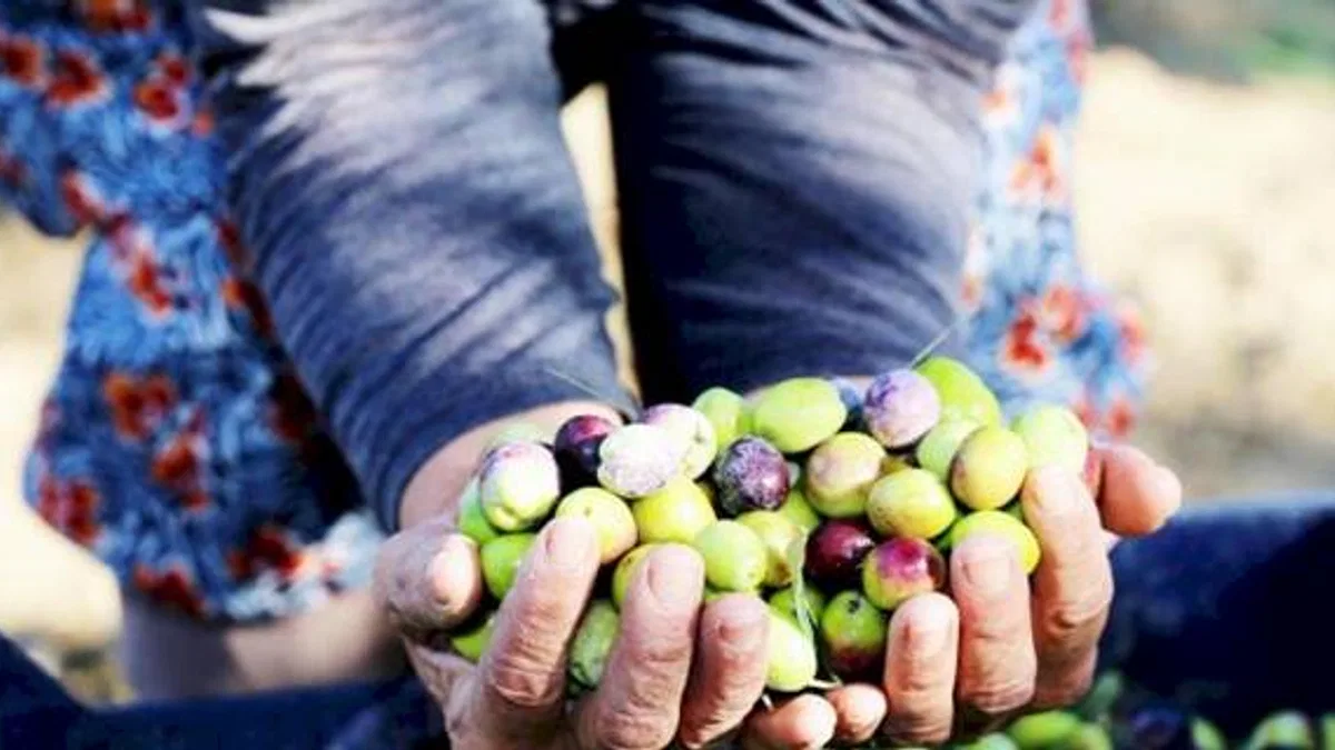 Zeytinde yüzler gülüyor! Sıra festivalde