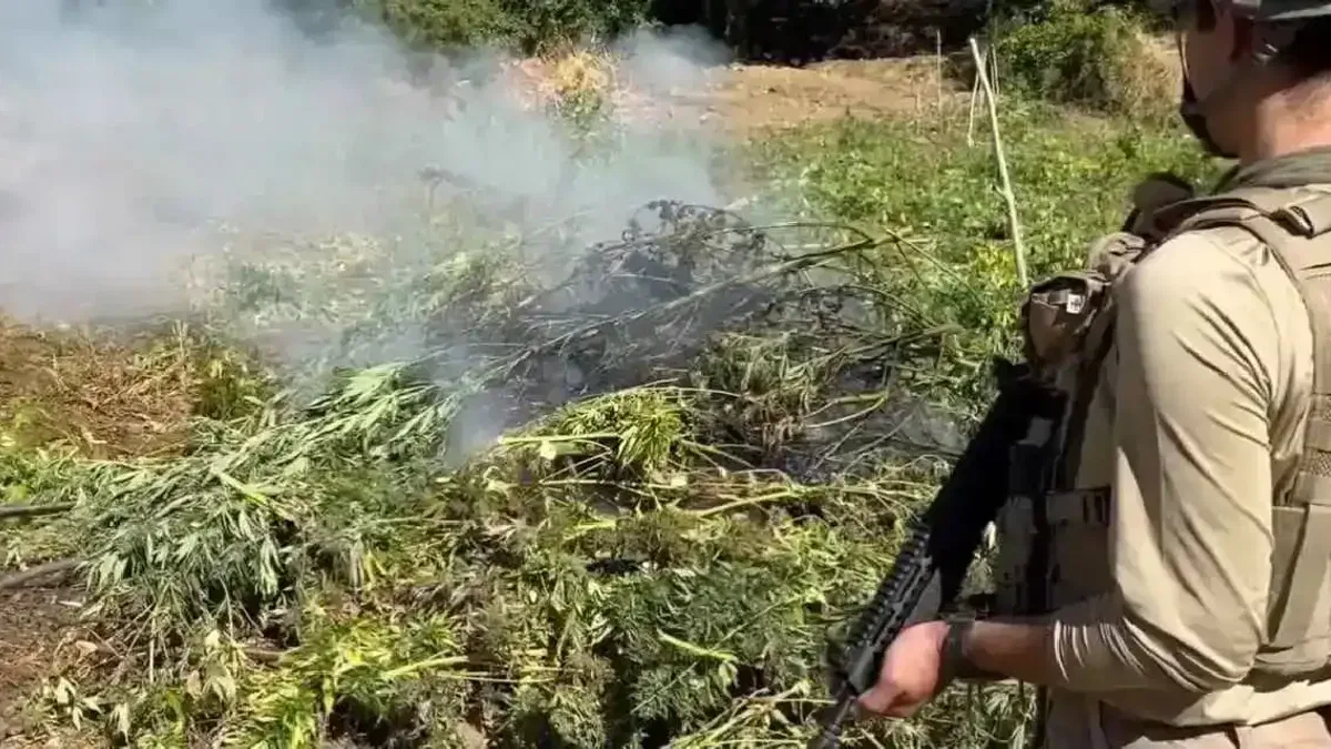 Diyarbakır’da 217 bin kök kenevir ve skunk imha edildi