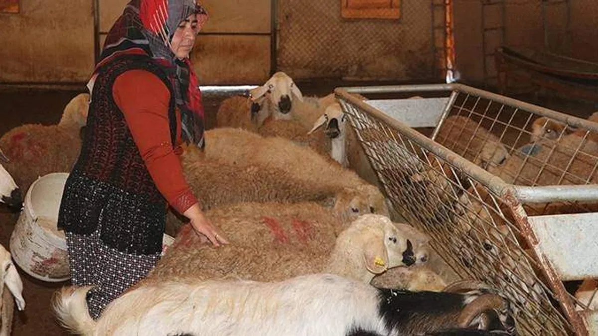 Yozgatlı kadın çiftçi, hibe desteğiyle aldığı koyun sayısını 5 yılda 5 katına çıkardı