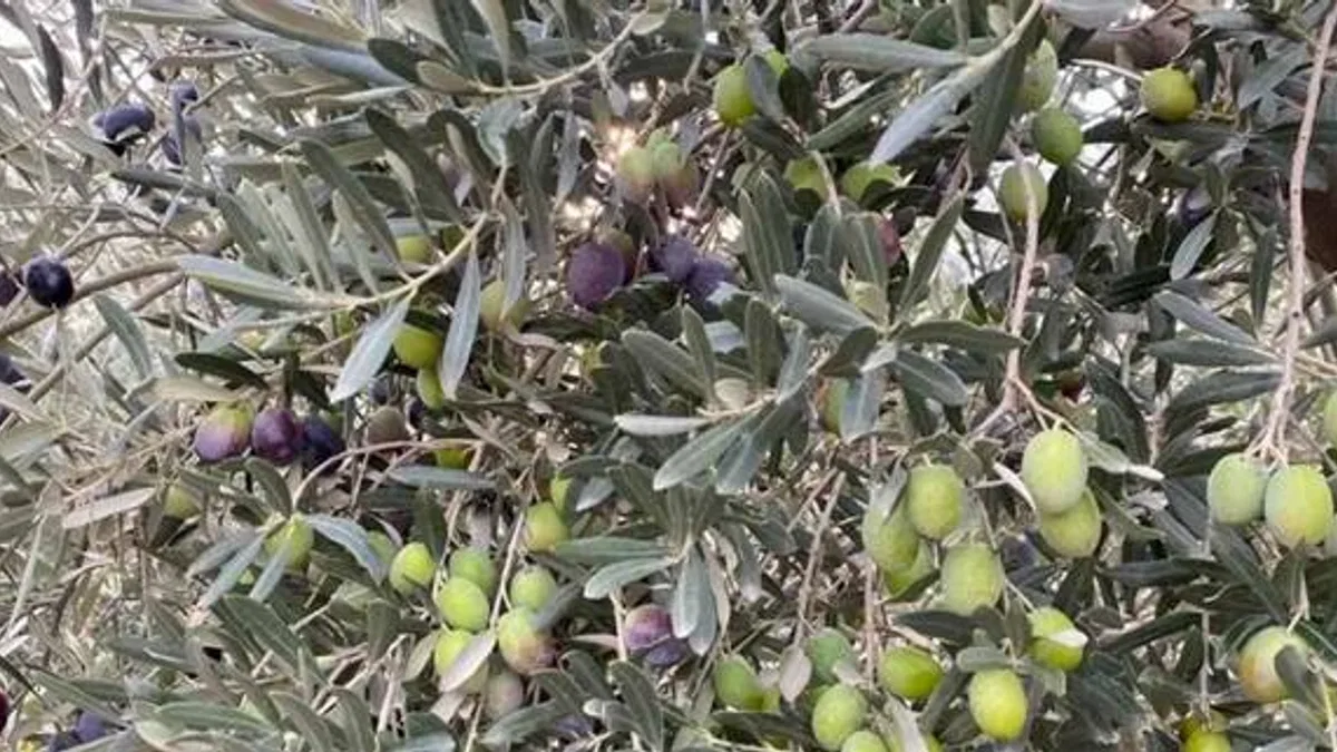 Zeytinin bereketi kadrajdan ödüllendirilecek