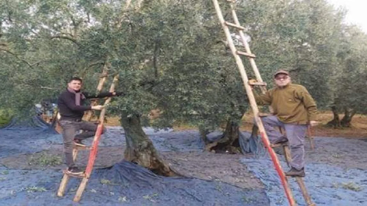 Bursa'da zeytin hasadında son günler