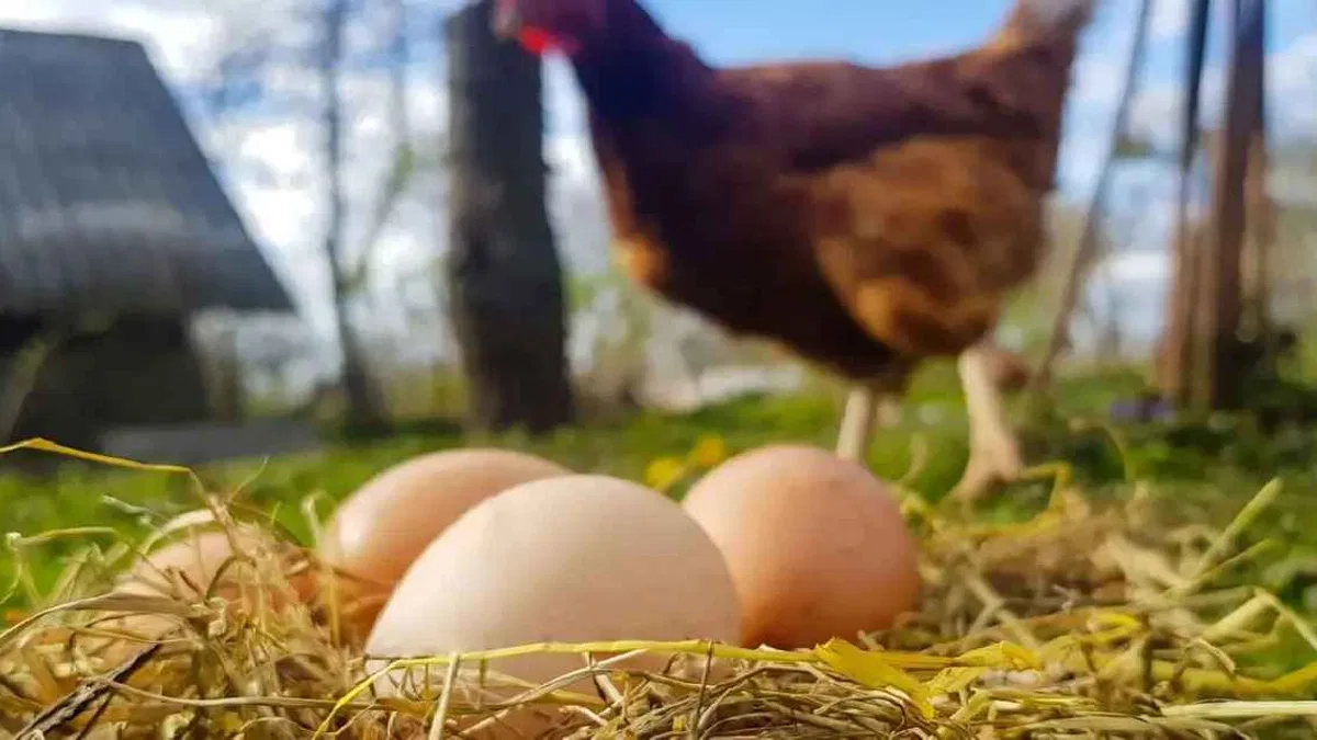 Kümes hayvancılığında üretim arttı! Tavuk yumurtası ve etinde yükseliş