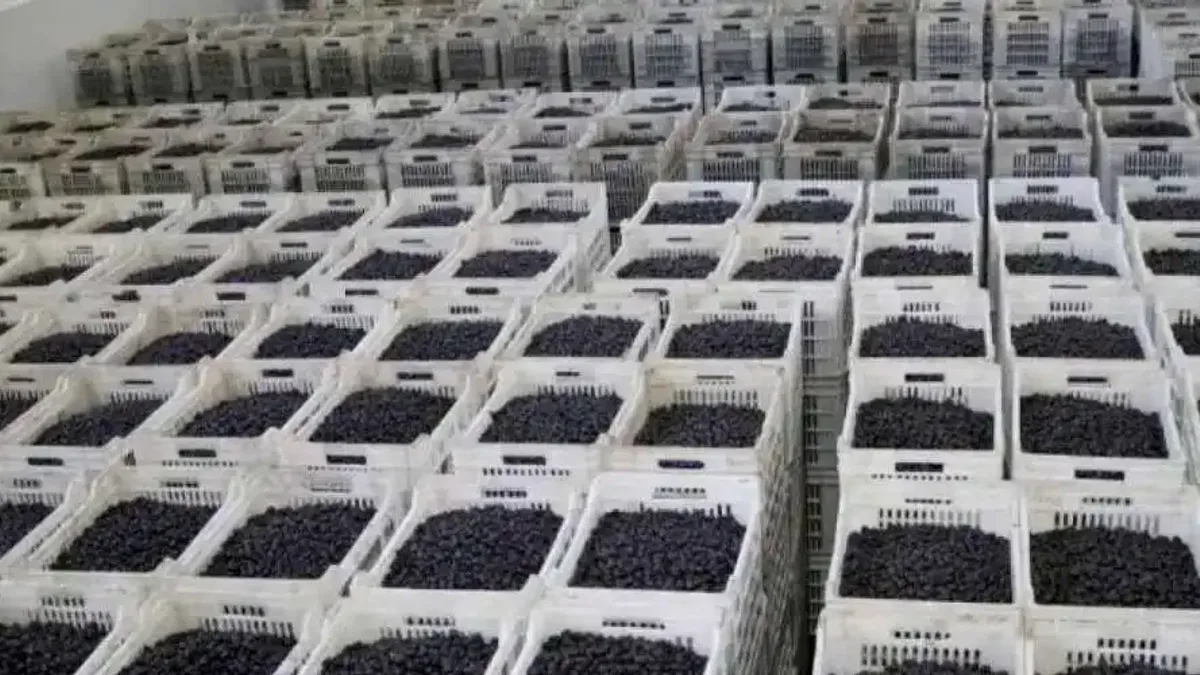 CHP'li vekil Bülbül, zeytin üreticilerinin sesi oldu