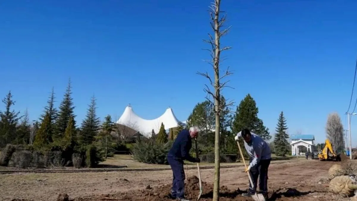 Eskişehir Sazova Parkı’nda kavakların yerini çınarlar alıyor