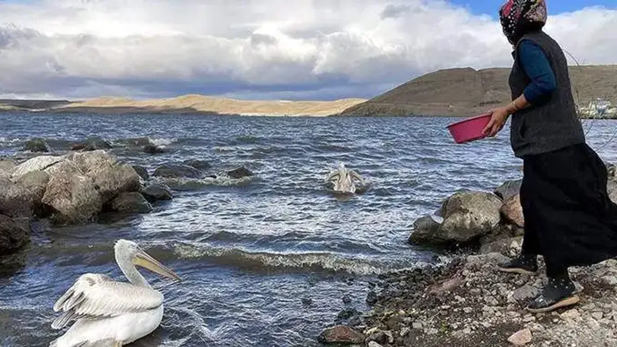 Ardahan'da balıkçı ailenin sahiplendiği iki pelikan göç etmedi