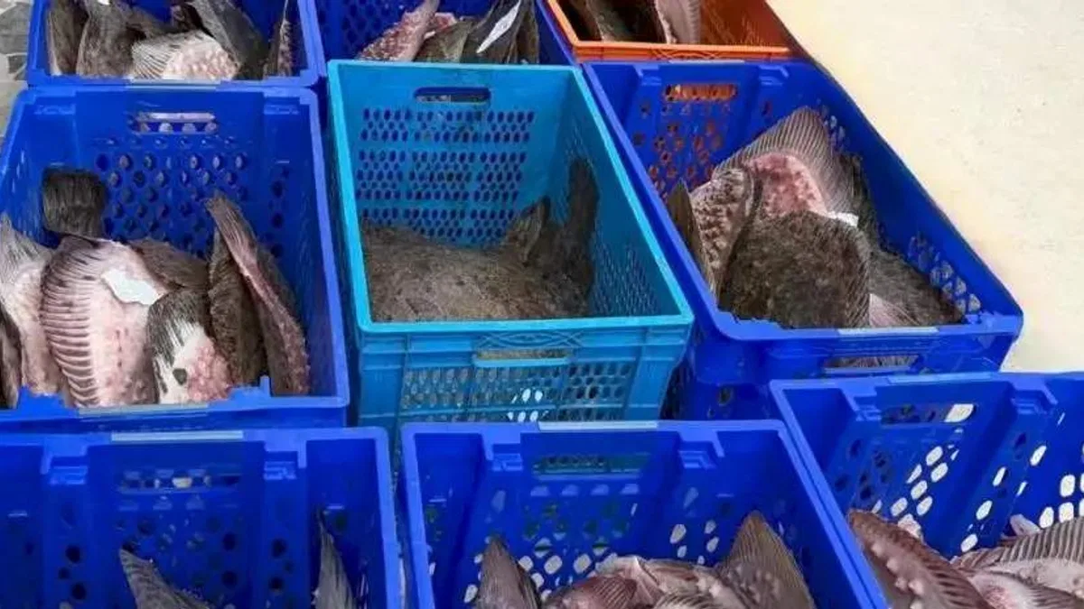 Yasadışı kalkan avcılığına müdahale! 169 balık Darülaceze'ye teslim edildi
