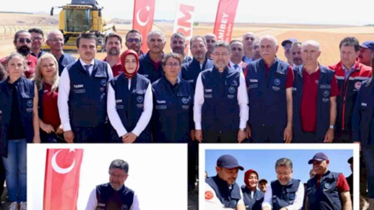 Yerli ve milli buğday çeşitlerine hasat
