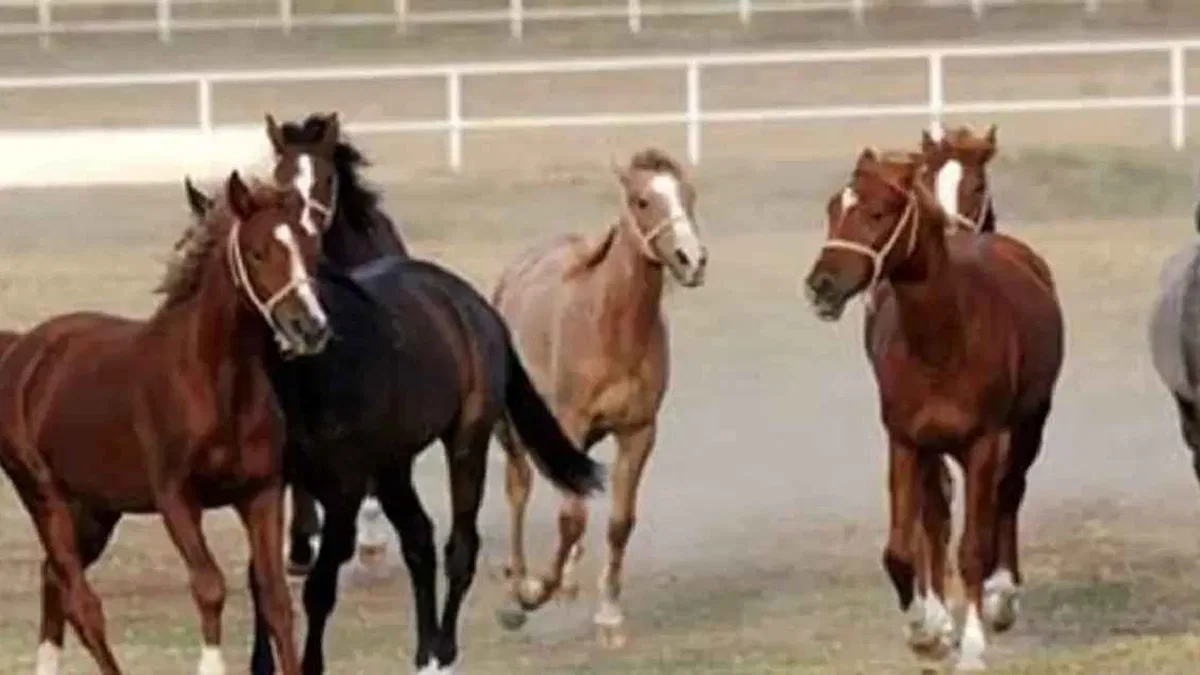 TİGEM 17 safkan Arap koşu tayını satışa çıkarıyor