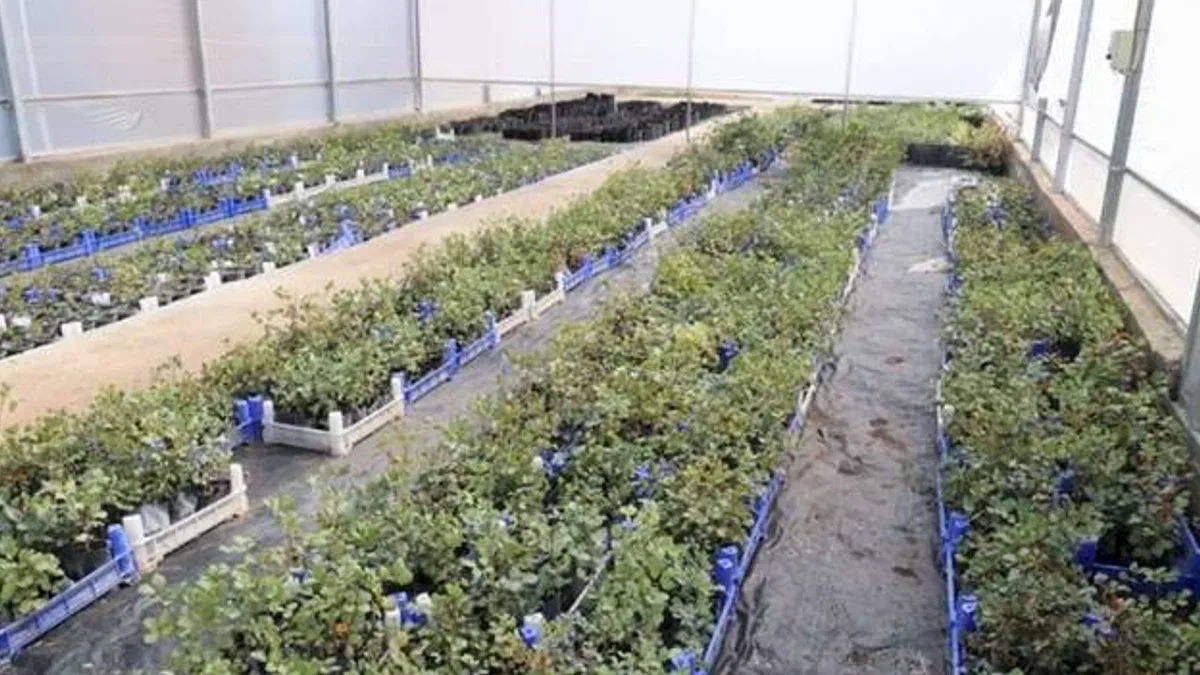 Antalya'da keçiboynuzu üreticisine fidan desteği
