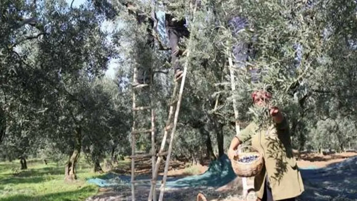 Marmarabirlik nihai fiyatları açıkladı... Zeytinde avansa 'nihai' ayar!
