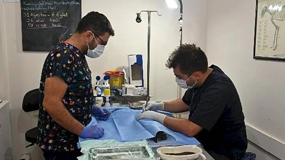 Karabağlar'da Hayvan Kısırlaştırmaları Devam Ediyor