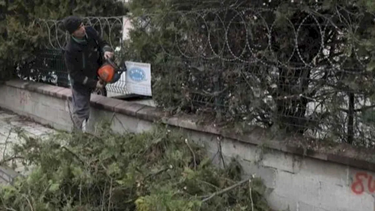 Bursa İnegöl'de ağaç budama çalışmaları sürüyor