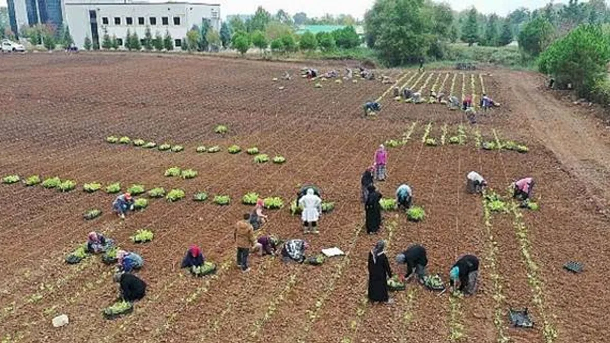 TABİP öğrencilere anlatıldı; 5 milyon fide toprakla buluşturuldu