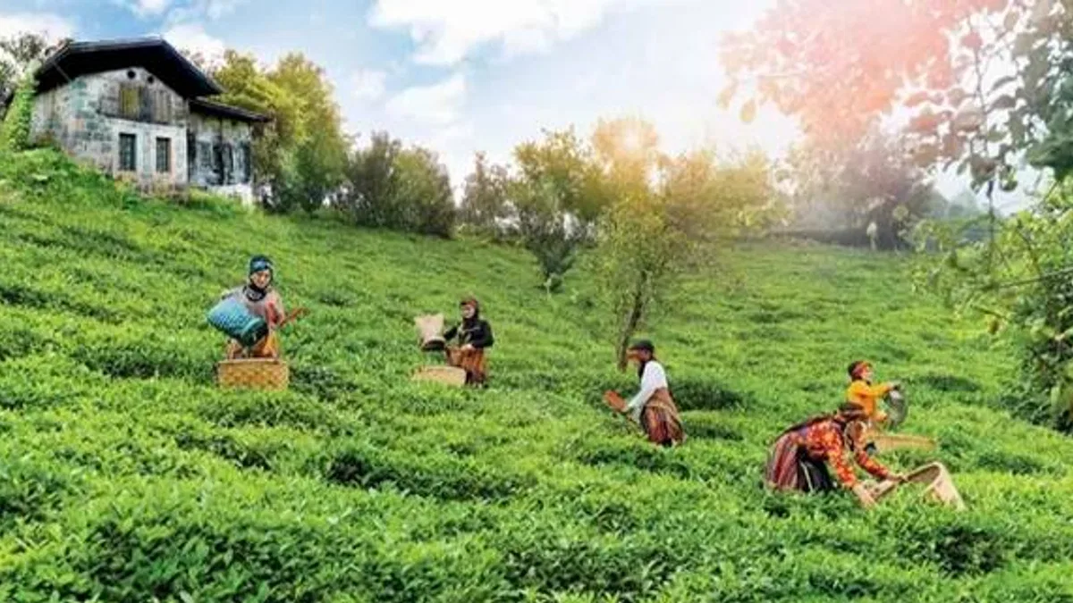 Çay topraklarına can suyu... Rize, Trabzon ve Artvin'de çay bahçelerinde verim arttı