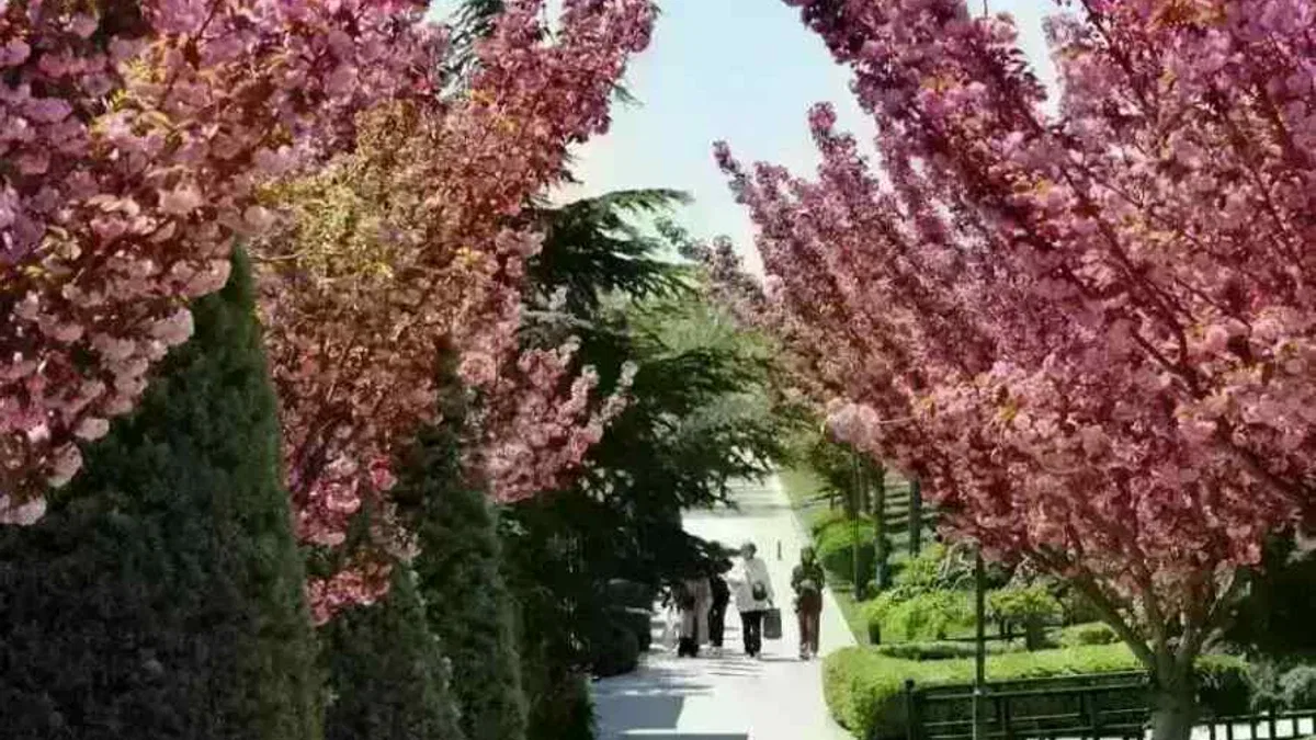 Bu manzara için Japonya'ya gitmenize gerek yok! Konya'da Sakura mevsimi başladı
