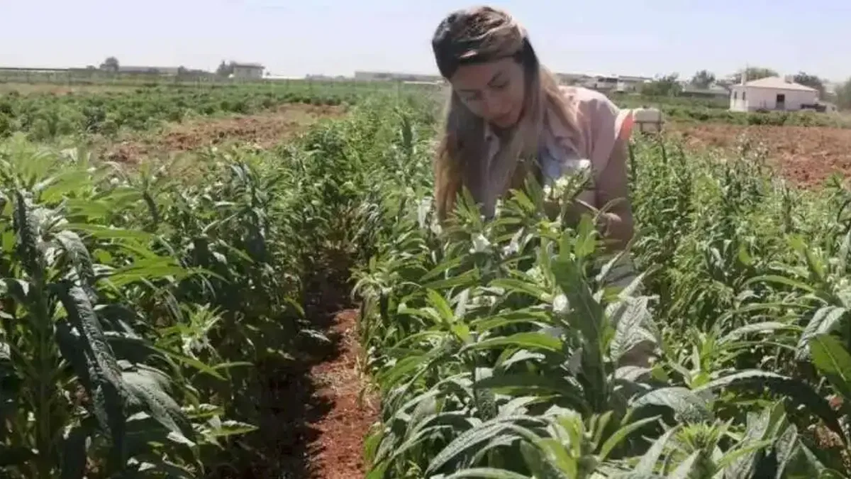 Urfa Susamı yeniden hayat buluyor