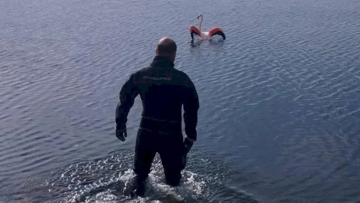 İzmir'de flamingoya dalgıçlardan hayat veren kurtarma