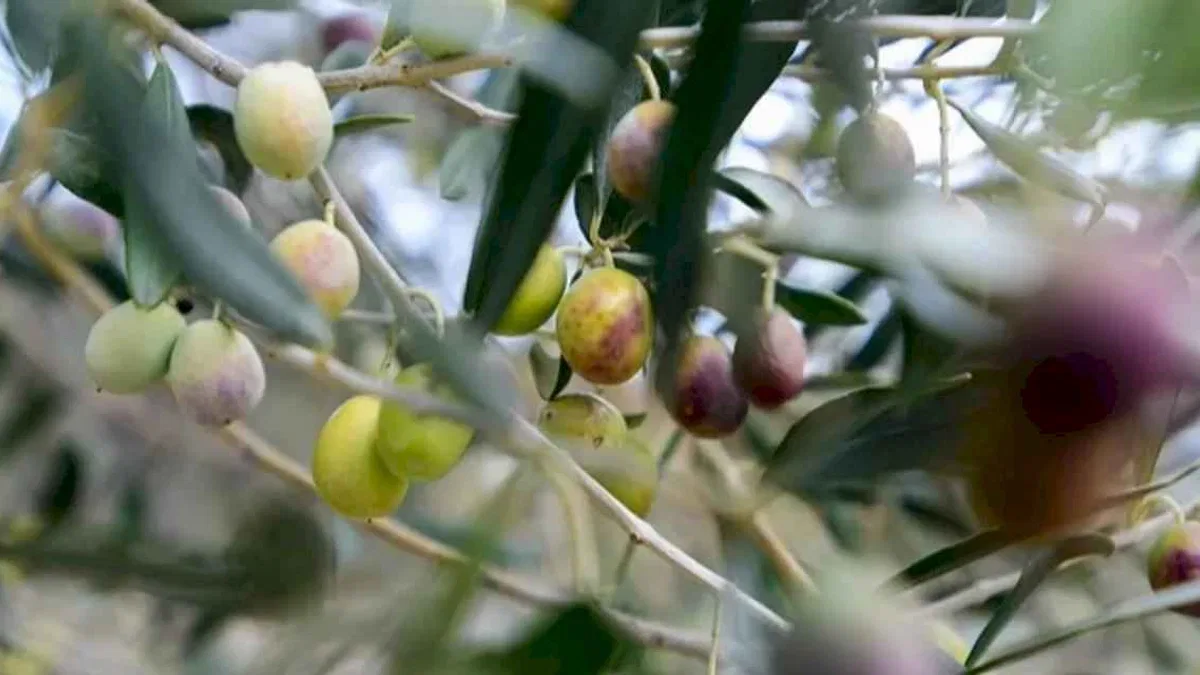 İzmir Bornova’da zeytin üreticilerine lojistik destek