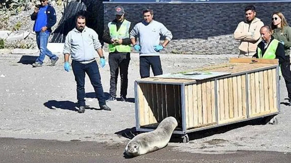 Tedavisi tamamlanan Akdeniz foku mavi sularla buluştu