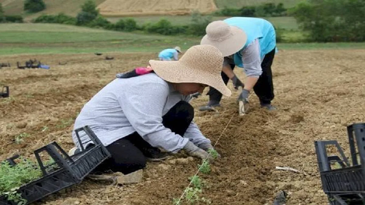 Kocaeli'de yeni ürün; kekik!