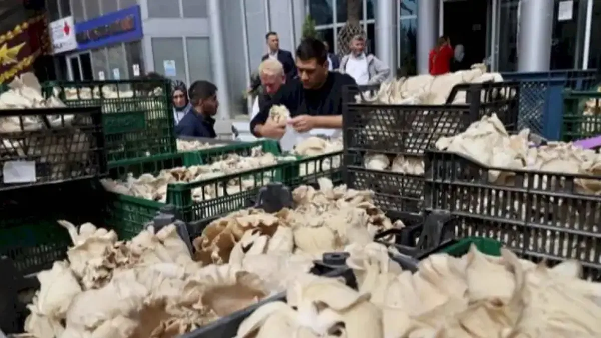 İzmit'te vatandaşlara istiridye mantarı dağıtıldı