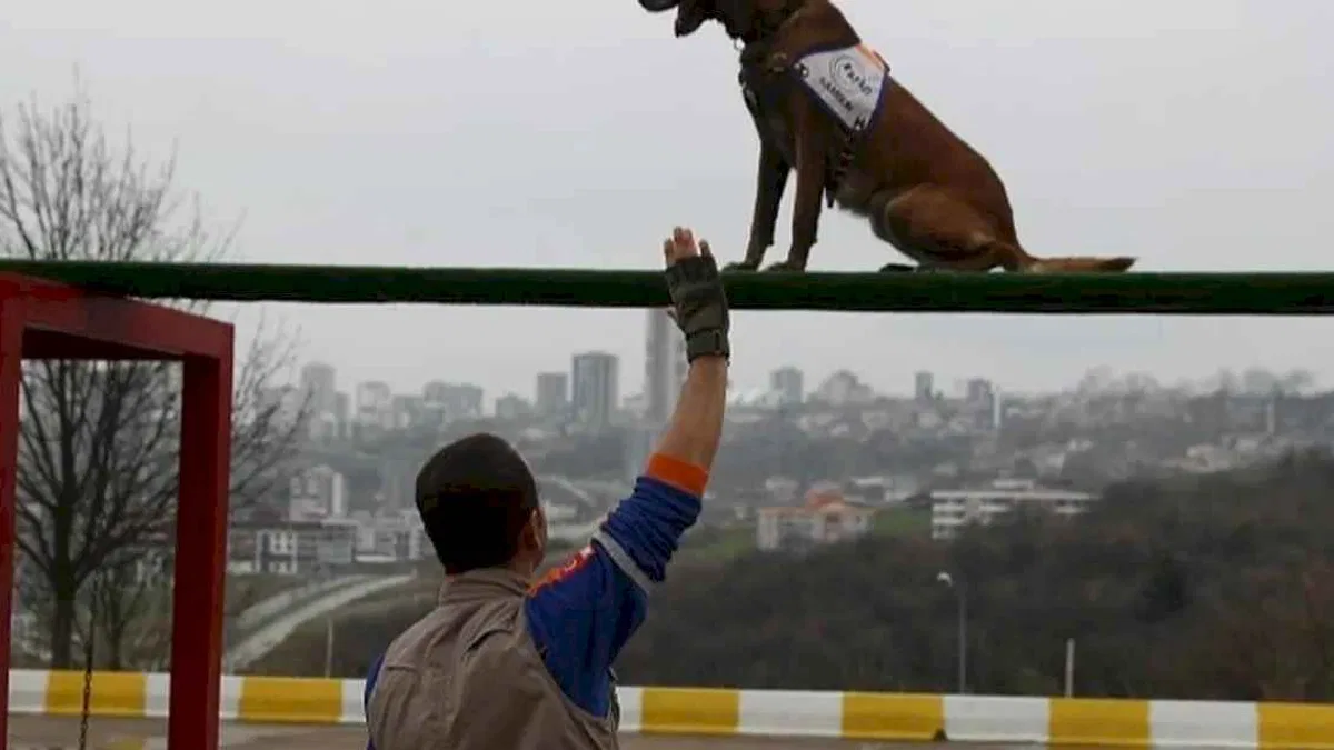 Afet köpeklerine detaylı yönetmelik... Köpekli Arama Timi Yönetmeliği yayımlandı