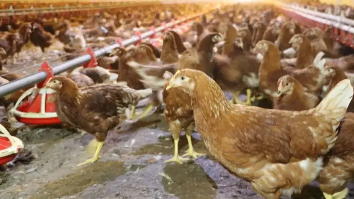 Kümes hayvancılığında artış! Yaklaşık 2 milyar adet yumurta üretildi