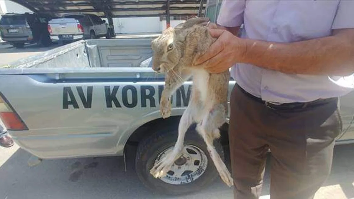 Kayseri'de yaralı bulunan yaban tavşanı tedaviye alındı