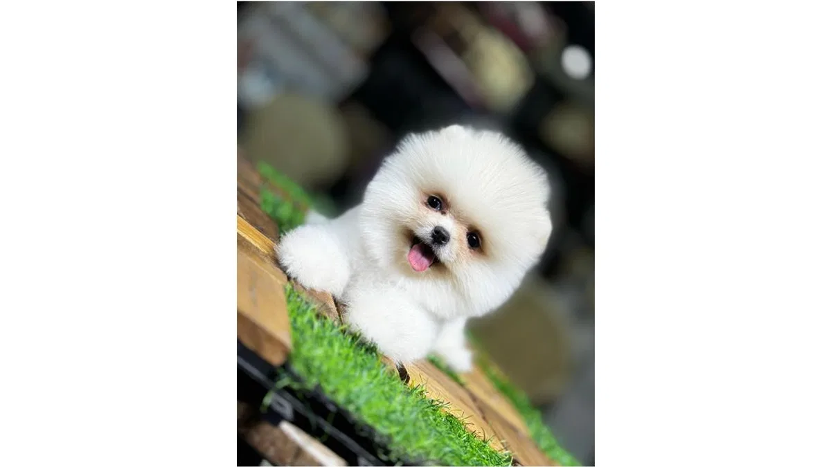Pomeranian Boo Beyaz – Minik Dostların En Nadir ve Göz Alıcı Hali