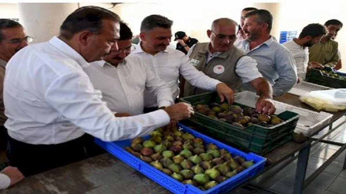 Bursa 'Siyah İncir'de hasat zamanı