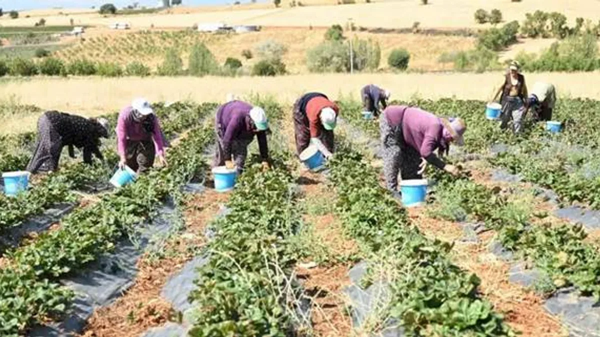 Coğrafi işaretli çileğin hasadı başladı