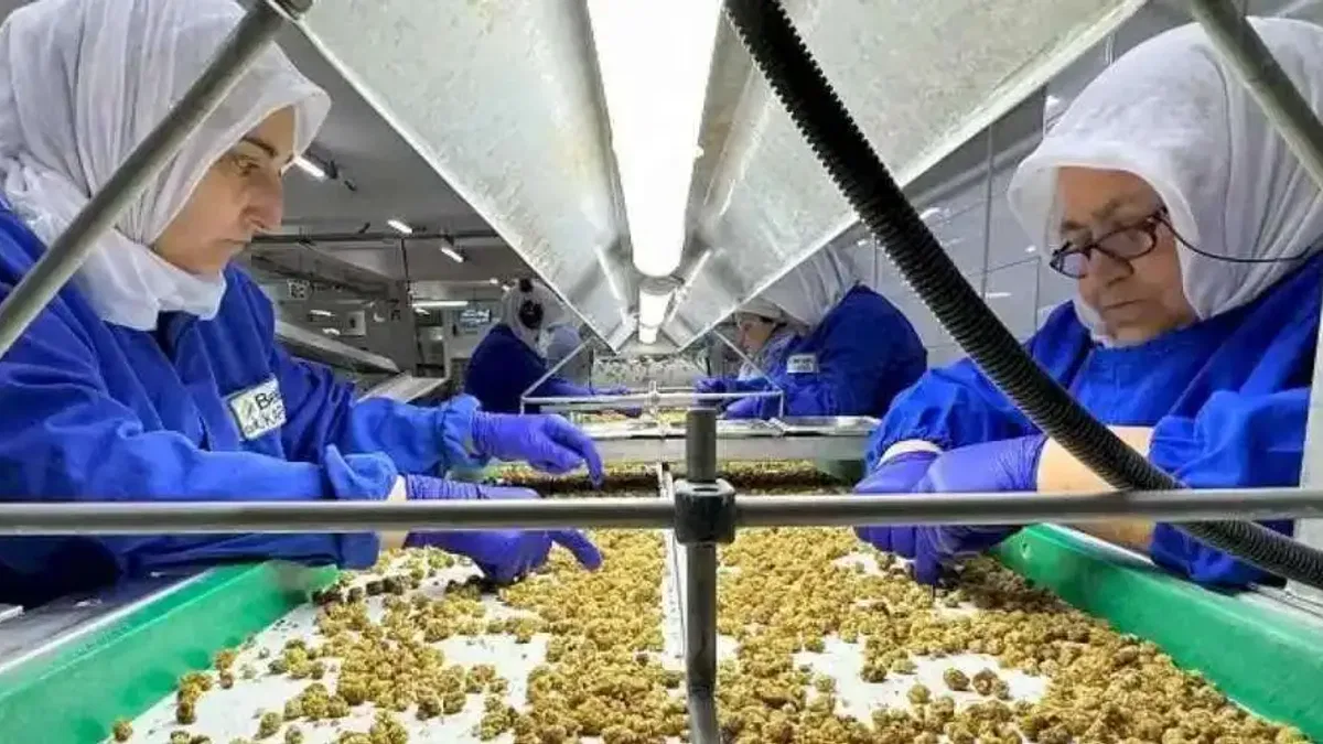 Türkiye organik ürün ihracatında 1 milyar dolar sınırını aştı