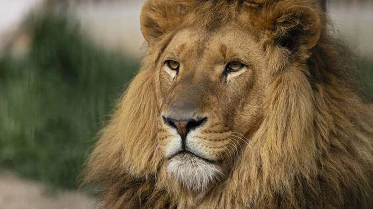Aslan nüfusu son 20 yılda yüzde 43 azaldı