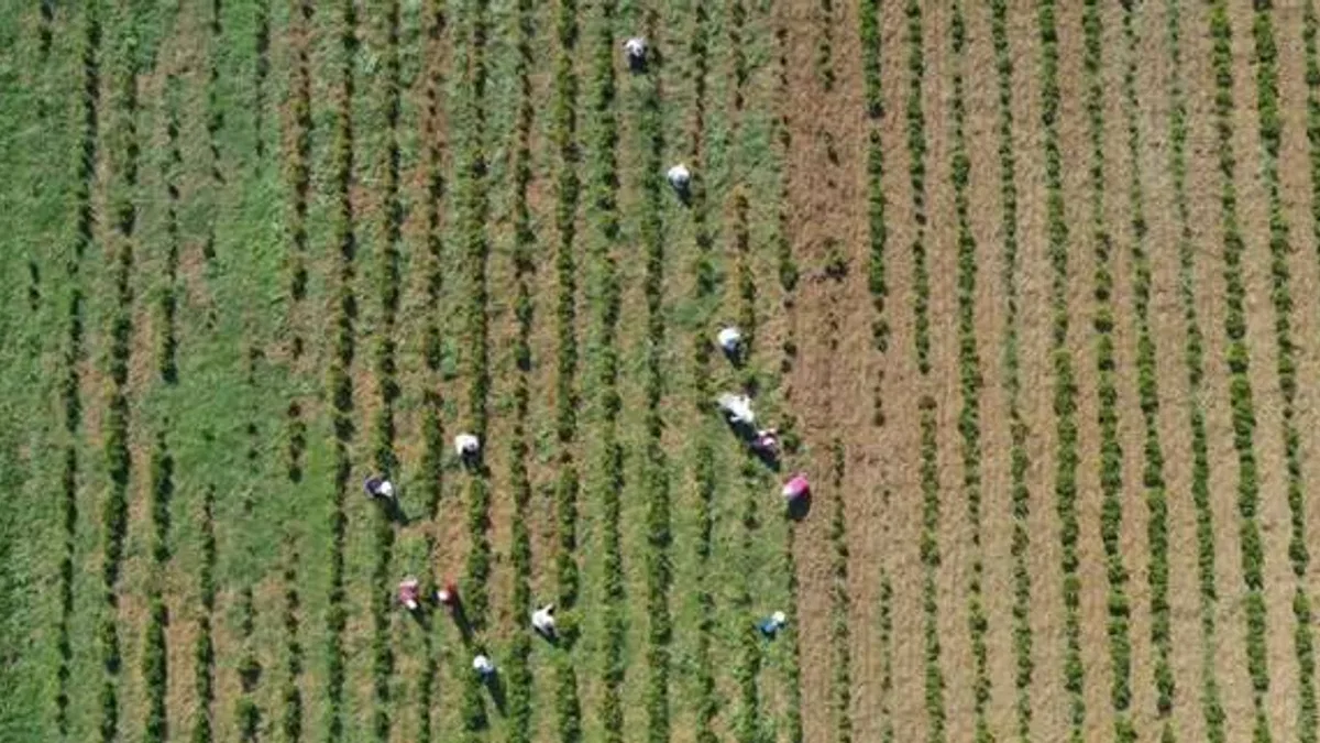 Kocaeli’de tıbbi ve aromatik bitkiler hasada hazırlanıyor